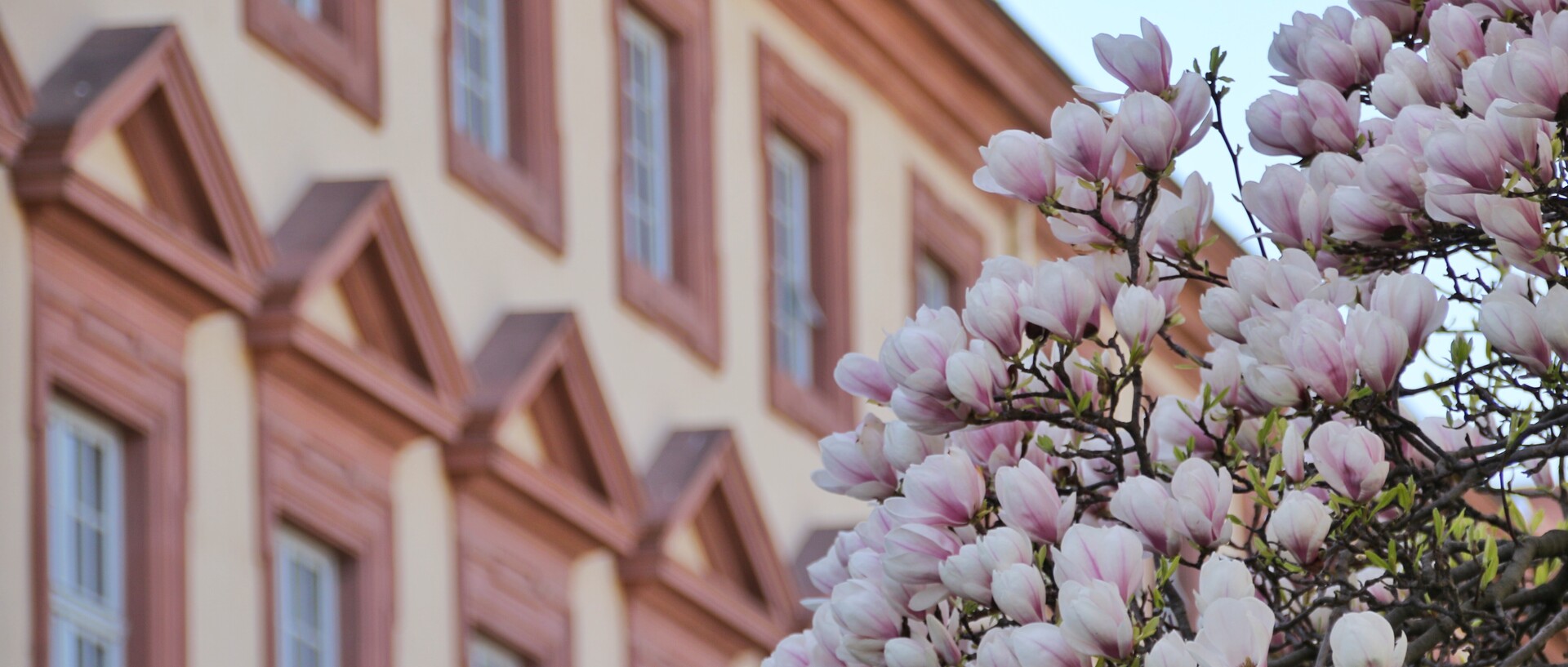 Magnolienbaum vor Westflügel Schloss