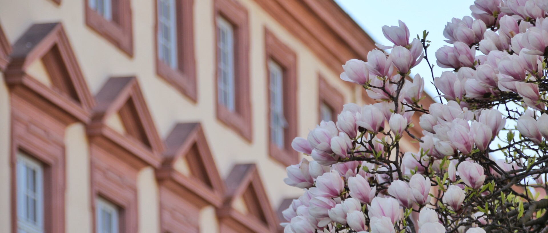 Schloss Westflügel mit Magnolie