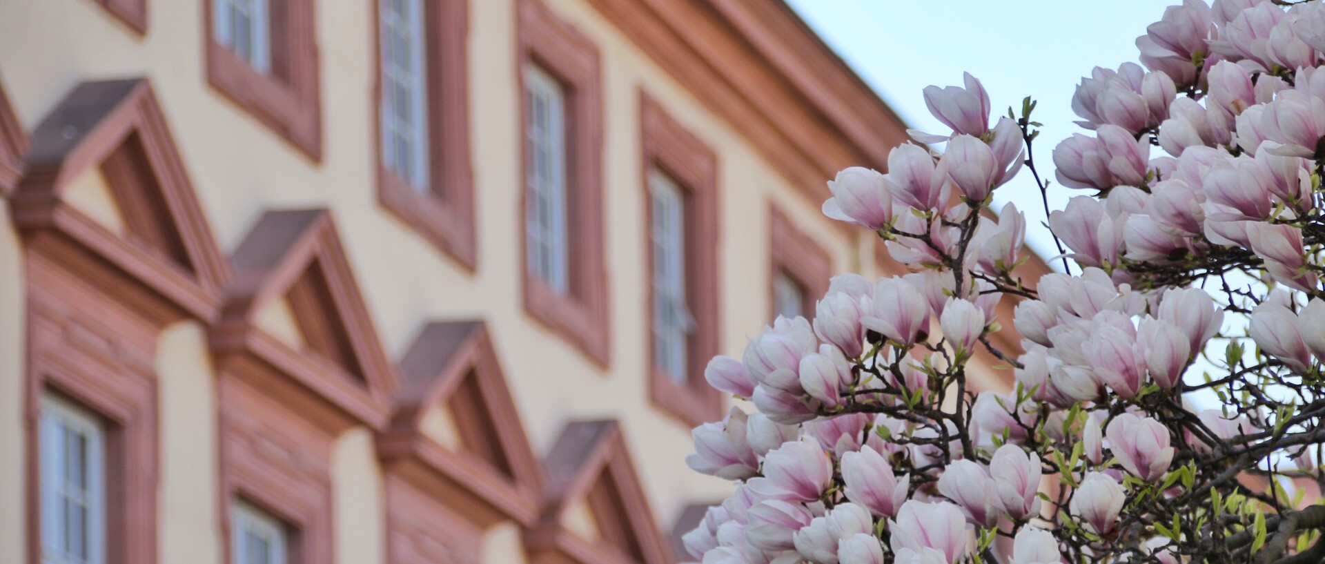 Westflügel des Schlosses mit Magnolienblüten