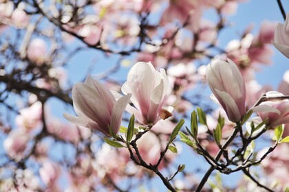 Kirschblüten in Nahaufnahme
