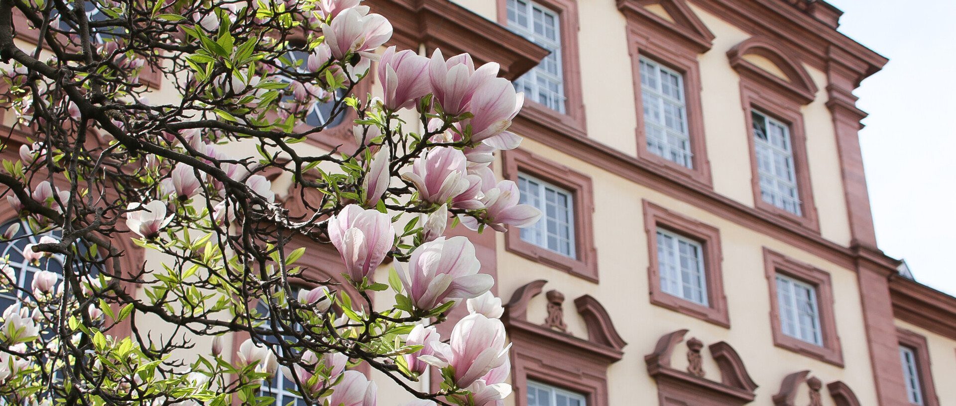 Westflügel des Schlosses mit Magnolienblüten