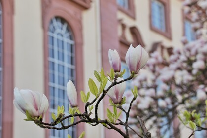 Magnolienblüten vor dem Schloss