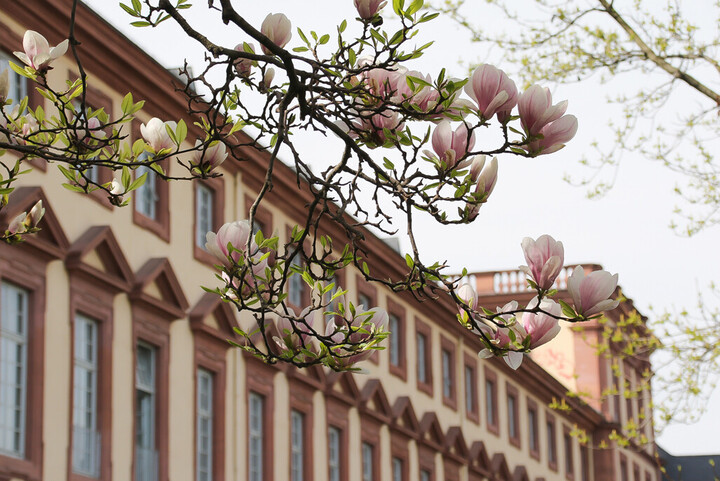 Westflügel des Schlosses mit Magnolienblüten