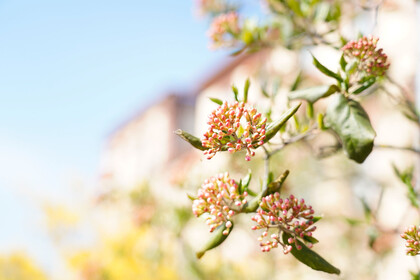 Knospen des Magnolienbaums vorm Schloss