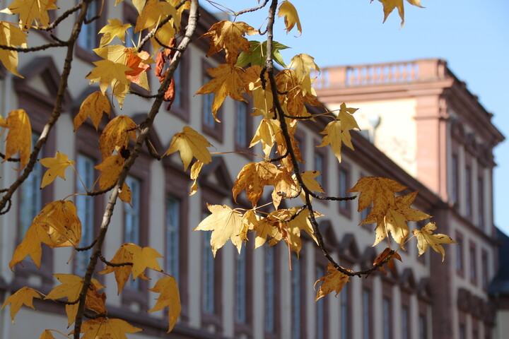 Westflügel im Sonnenschein mit herbstlichem Baum