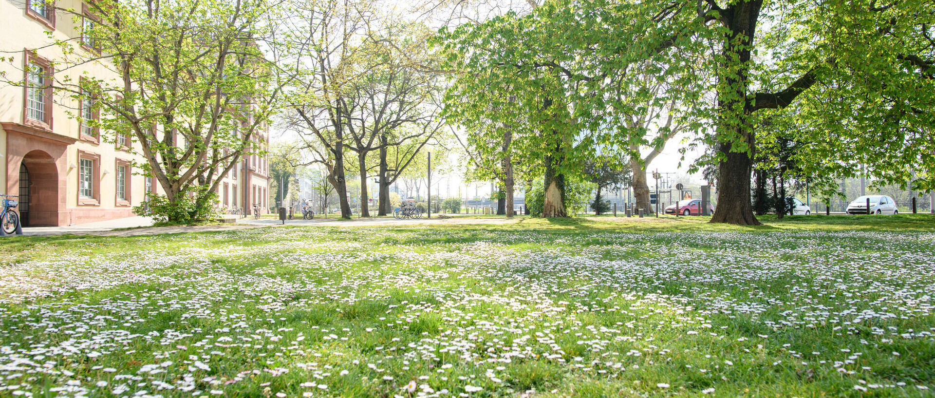 Das Bild zeigt eine grüne Wiese bei der Universität Mannheim