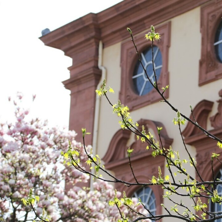 Westflügel des Schlosses mit blühender Magnolie
